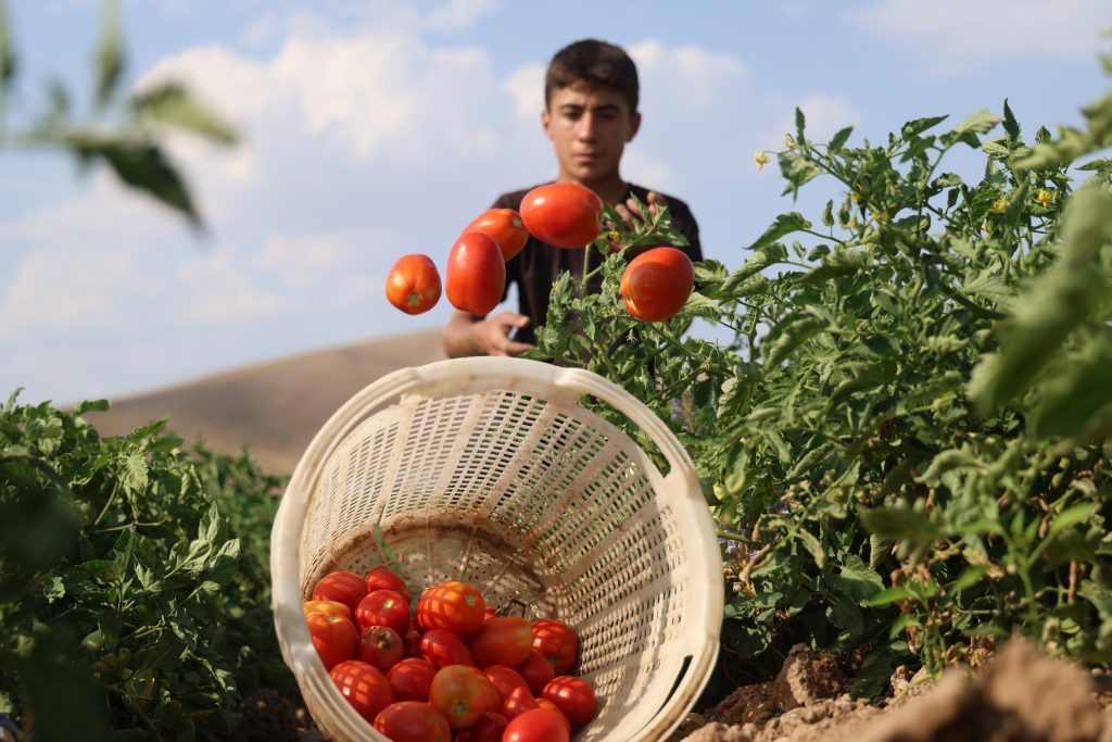 9 ÜRETİCİDEN ÇAĞRI, "GELİN 8 LİRAYA DOMATES ALIN"