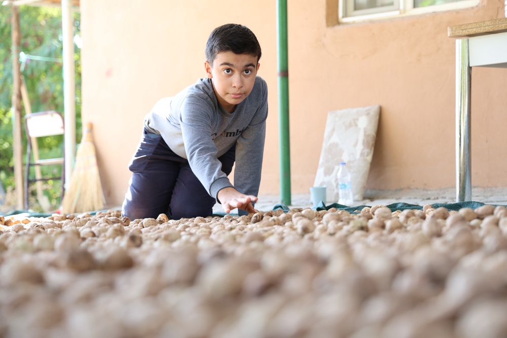 13 1 Elazığ'da ceviz hasadı başladı