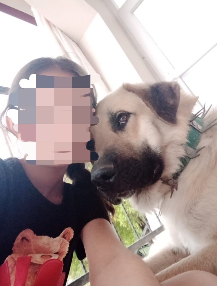 AW446362 04 Isırdığını iddia ettiği köpeği silahla vurdu, sahipleri şikayetçi oldu