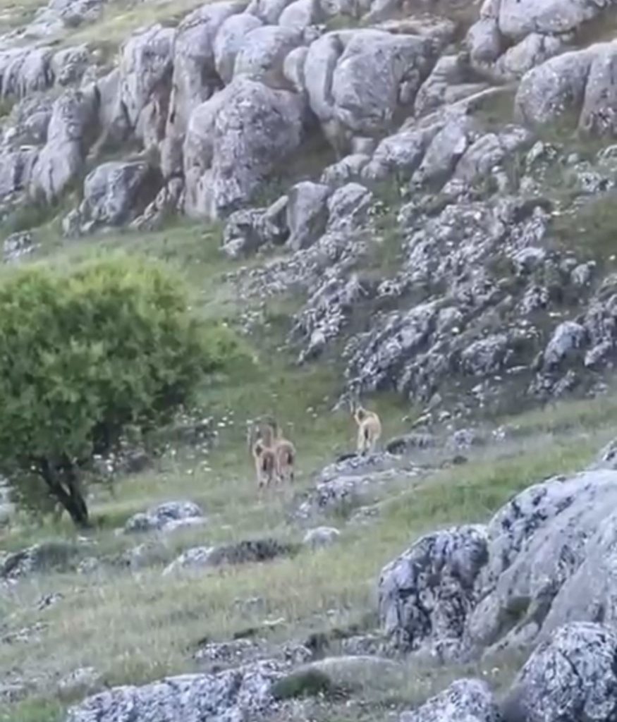 AW456946 02 Elazığ'da doğanın nadir konukları görüntülendi