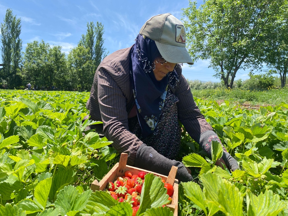 Aromasıyla dikkat çeken ‘Kuyulu’ çileğinde hasat başladı