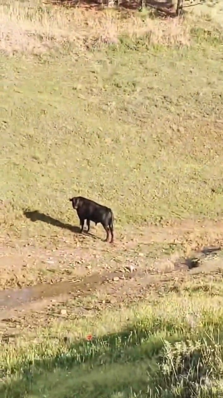 Elazığ’da sahibinin elinden kaçan ineği belediye ekipleri yakaladı