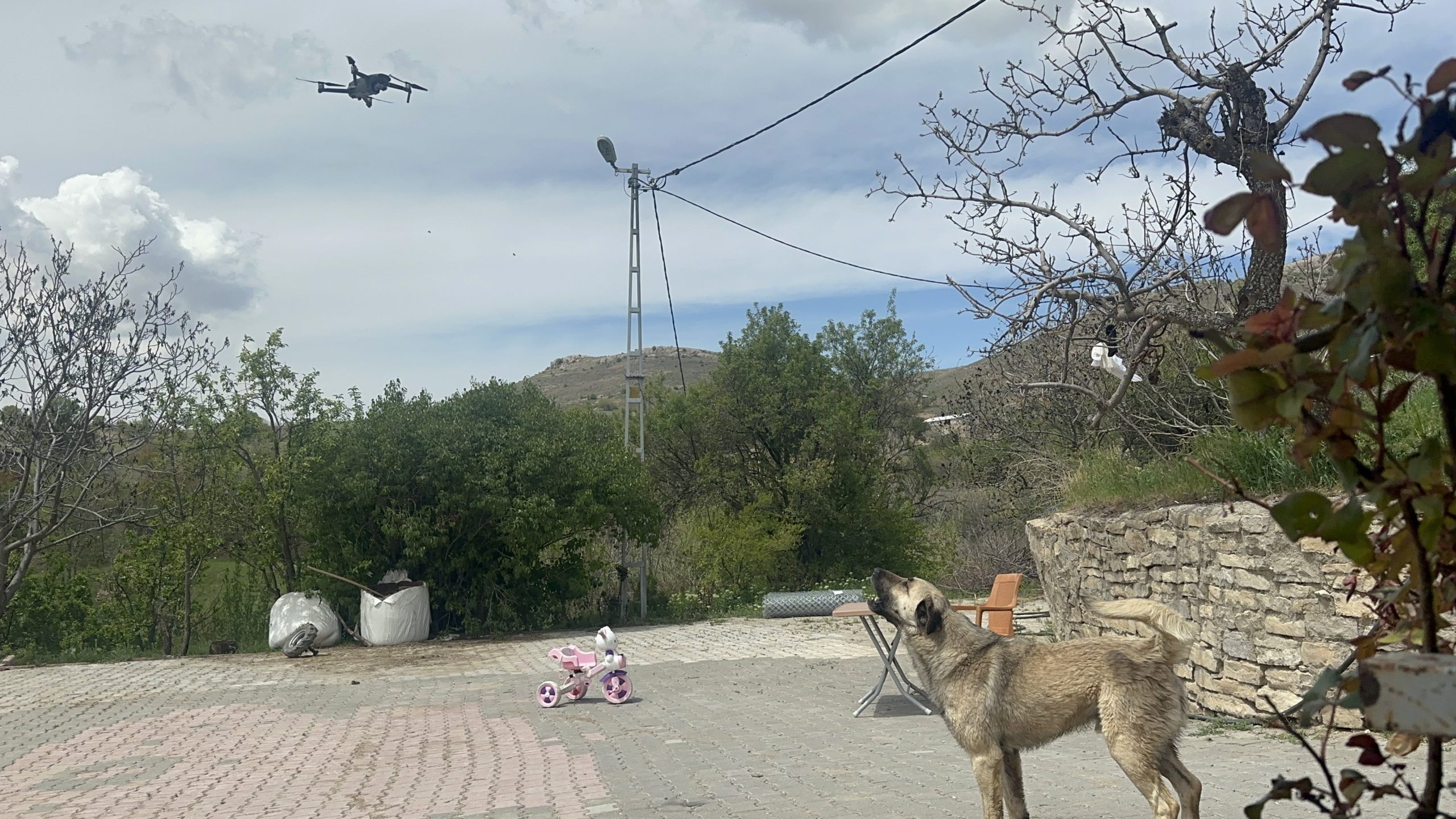 Elazığ’da köpeğin dron ile imtihanı gülümsetti