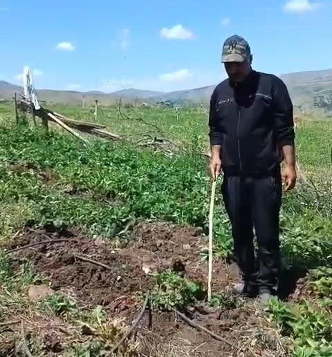 Elazığlı çiftçi, çilek bahçesini talan eden domuzlara sitem etti