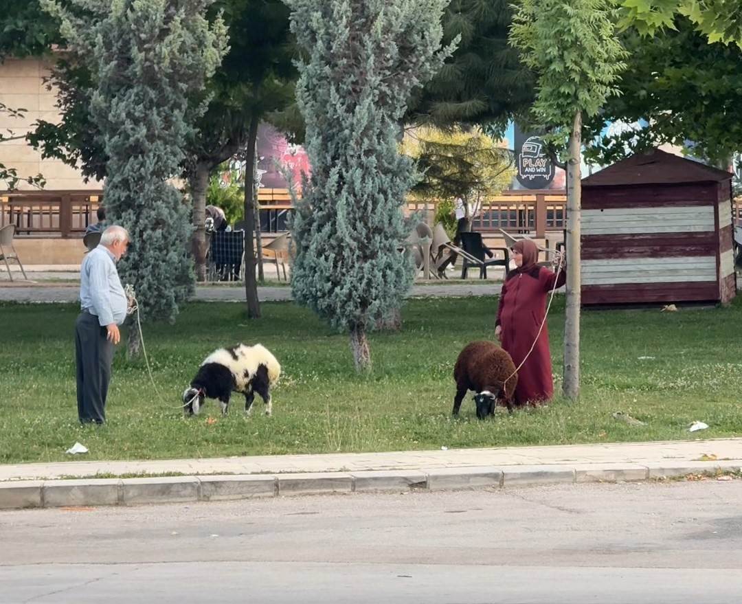 Yaşlı çiftin koyunlarını gezdirmesi renkli görüntüler oluşturdu